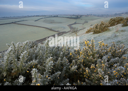 Frost, en una mañana de invierno Poyntington nr de Sherborne Dorset, Inglaterra