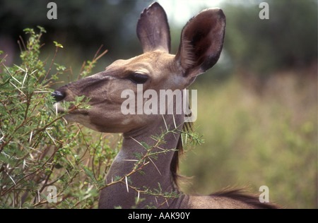 Hembra Kudu mayor navegando en un arbusto en la Reserva Nacional de Samburu Kenia África Oriental