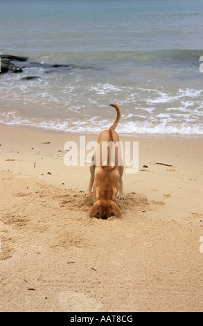 puedes ver perros en phu quoc