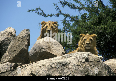 Dos poderosos jóvenes leones con un desarrollado manes mira hacia abajo  entre las rocas en la cima de una roca en el Serengeti kopje Na Fotografía  de stock - Alamy