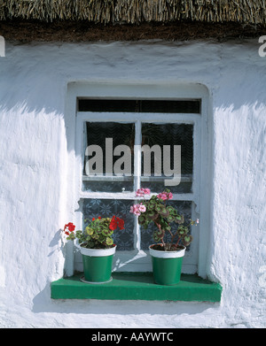 Caja con ventana con flores se sienta en el alféizar de una casa de paja Irlandés antiguo Foto de stock