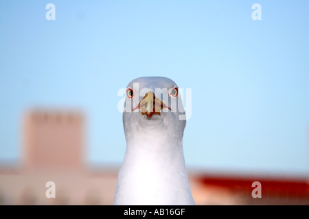 Ojos mirando directamente a usted Seagull Algarve Portugal Foto de stock