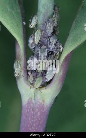 Una colonia de madreselva los áfidos, una plaga mayor de madreselva en las hojas jóvenes Foto de stock