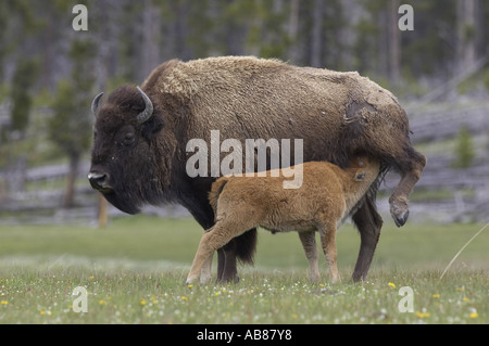 Bisontes americanos, Buffalo (Bison bison), ternera mamando de la madre, EE.UU. Foto de stock