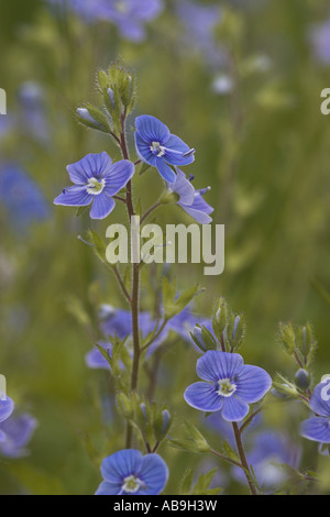 Camedrio speedwell (Veronica chamaedrys), floreciendo Foto de stock