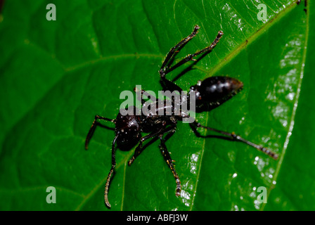 Bullet hormiga Paraponera clavata bosque tropical de bajura cerca del Chilamate Costa Rica Foto de stock