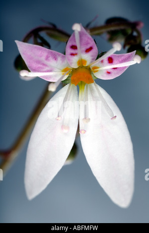 Begonia fresa / Saxifraga stolonifera Fotografía de stock - Alamy