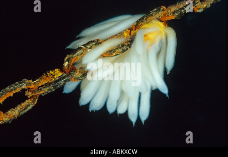 Huevos de calamar común en anker cadena, loligo vulgaris Foto de stock