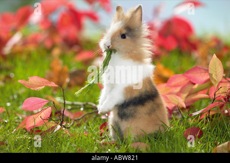 Los jóvenes conejo enano en otoño, comiendo hojas de diente de león Foto de stock
