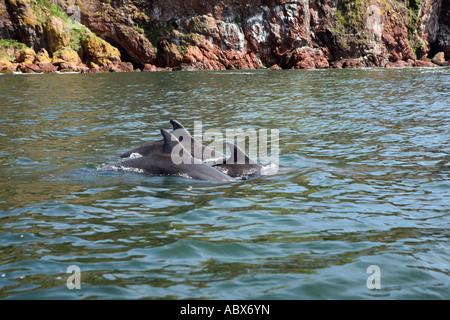 Los delfines mulares, Moray, Escocia Foto de stock