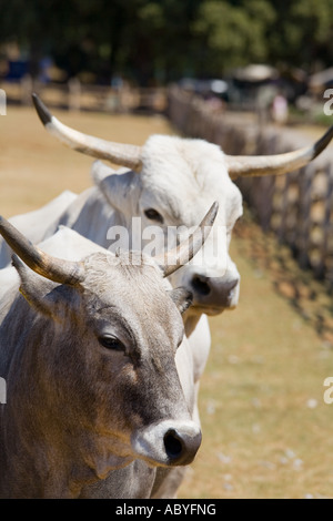 Boskarin ganado de Istria, Safari sitio en las islas Brioni, Veliki