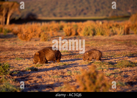 Wombat común Vombatus ursinus adultos y jóvenes fotografiados de pastoreo en Tasmania, Australia Foto de stock
