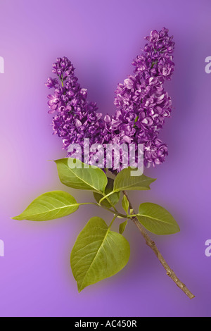Flores en una rama común de lilas (Syringa vulgaris). Fleurs sur une ramo de lilas (Syringa vulgaris). Foto de stock
