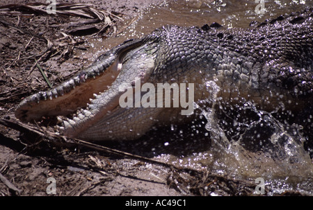 Mordida de cocodrilo Fotografía de stock - Alamy
