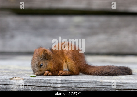 Joven descendiente de una ardilla roja ( Sciurus vulgaris ), Finlandia