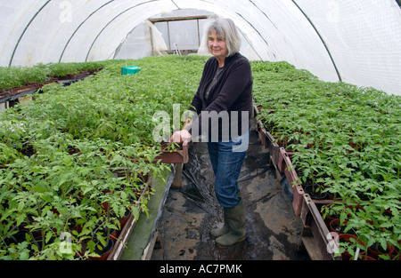 Anne Evans de camello Blaen Granja Orgánica Lampeter Ceredigion examinando los jóvenes plantas de tomate en túnel poly Foto de stock