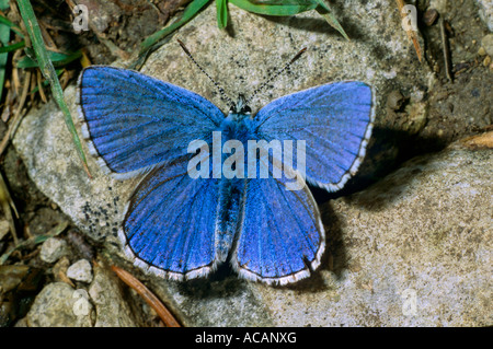 Andonis azul (Lysandra bellargus), fam. Lycaenidae Foto de stock