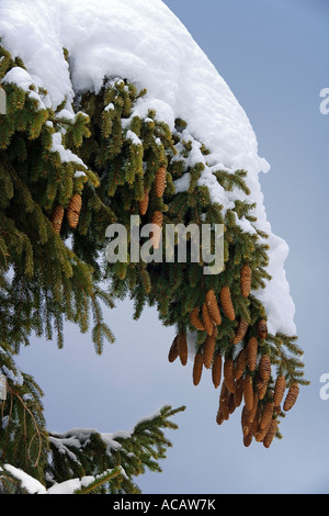 Abeto cubierto de nieve con conos Foto de stock