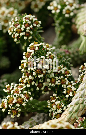 Flores de Euphorbia caput medusae Foto de stock