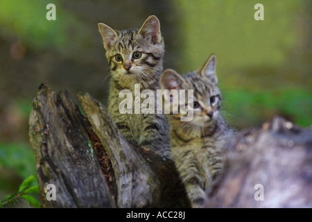 Junge Wildkatze bebé, gato salvaje, Felis silvestris Foto de stock