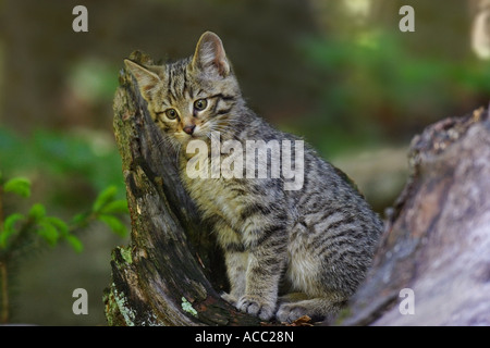 Junge Wildkatze bebé, gato salvaje, Felis silvestris Foto de stock