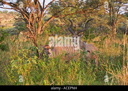 Macho Kudu mayor protección de su hembra de exploración, el Parque Nacional Kruger, Sudáfrica