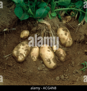 Los tubérculos de patata madura expuesto variedad Charlotte Foto de stock
