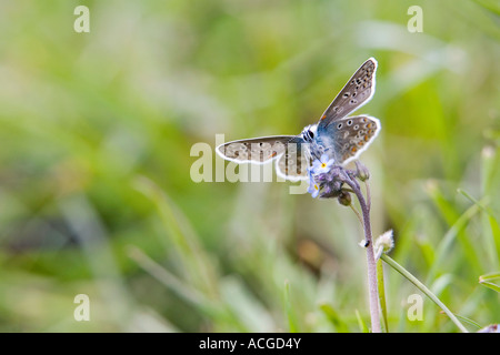 Plebeius agestis. Brown Argus mariposa en el campo Inglés chalk abajo Foto de stock
