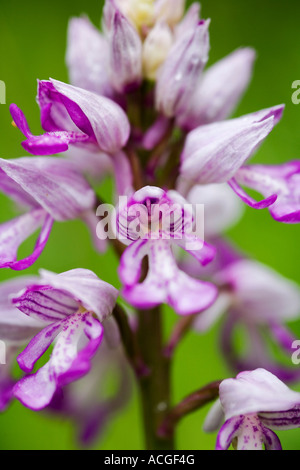 Orchis militaris. Militar en flor de orquídea en la reserva natural de madera Homefield, Marlow, Berkshire, Reino Unido Foto de stock