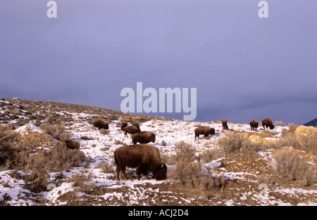 Bisontes pastan en invierno por Gardiner Río Yellowstone National Park Foto de stock