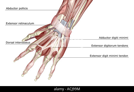 Stevenson Activamente Motivación Los músculos de la mano Fotografía de stock - Alamy