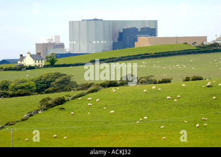 Wylfa estación de energía nuclear en Anglesey al norte de Gales, Reino Unido GB ve a través de tierras de labranza con ovejas Foto de stock