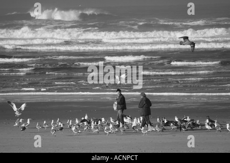 La gente la alimentación de las aves en la costa de Oregón. Foto de stock