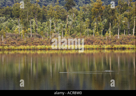 Reflejos en el lago Moeraki Costa Oeste de la Isla Sur de Nueva Zelanda Foto de stock