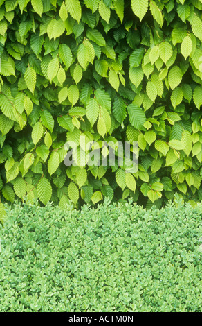 Cierre de resorte de hojas verdes frescas o Carpe Carpinus betulus con baja cobertura o caja verde lechoso Buxus hedge debajo Foto de stock