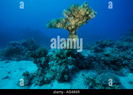 Corallls en el Mar Rojo, Egipto Foto de stock