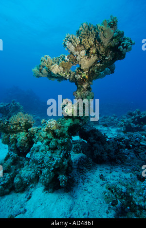 Corallls en el Mar Rojo, Egipto Foto de stock