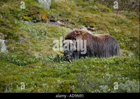 Big buey almizclero bull en Dovrefjell, parque nacional Dovre, Noruega. Foto de stock
