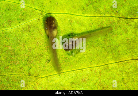 Unión comestible (RANA rana esculenta), footless tadepoles, Alemania, Baviera Foto de stock