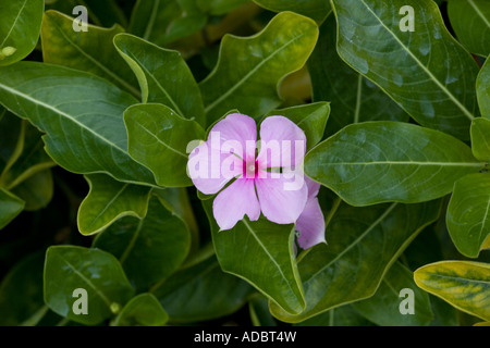 Madagascar o rosy periwinkle Catharanthus roseus cultivada en jardines sino también muy activos medicinalmente con al menos 70 alcaloides Foto de stock