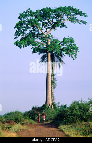 La deforestación, la Costa de Marfil Foto de stock