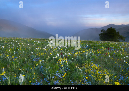 Flores silvestres creciendo a la Forca Canapine Monti Sibillini National Park Umbria Italia NR Foto de stock