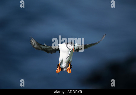 Fratercula arctica frailecillo atlántico adulto en vuelo con lanzón en pico Hornoya Reserva Natural Vardo Noruega Junio 2001