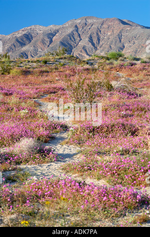 Trail en dunas de arena y Onagra Verbena Anza Borrego Desert State Park California Foto de stock