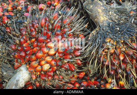 Palma de aceite (Elaeis guineensis), infructescence Foto de stock