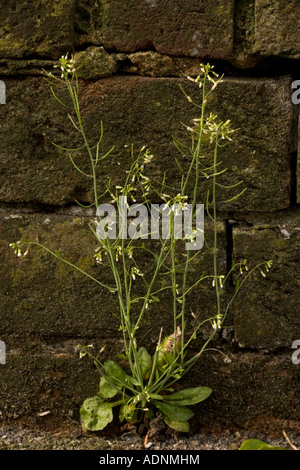 Thale cress, Arabidopsis thaliana, maleza común ampliamente utilizada para la investigación genética Foto de stock