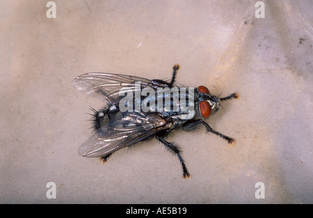 Carne mosca Sarcophaga carnaria, Foto de stock