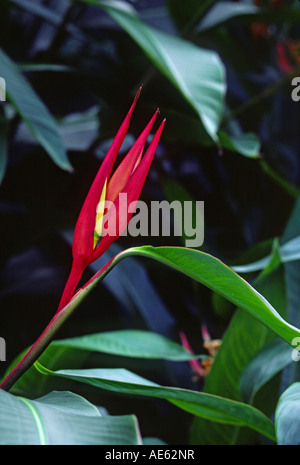 Flor de pájaro rojo del paraíso, flor roja Fotografía de stock - Alamy