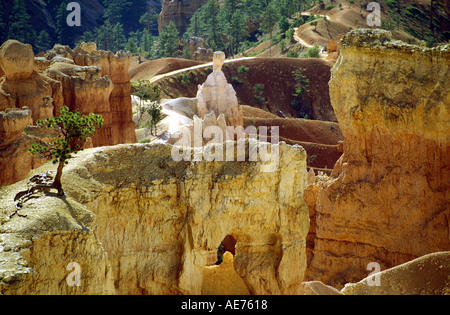 Formaciones de rocas y un solitario árbol dentro del paisaje de erosión de Bryce Canyon, Utah Foto de stock