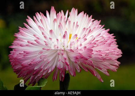 Close-up de una sola rosa Daisy Flowerhead - Bellis perennis Tasso series. Foto de stock